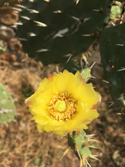 Opuntia atropes
