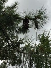 Pinus wallichiana