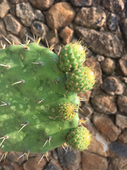 Opuntia atropes