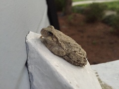 Hyla chrysoscelis