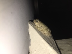 Hyla chrysoscelis