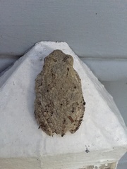 Hyla chrysoscelis
