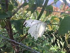 Morpho polyphemus polyphemus