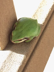 Pseudacris regilla