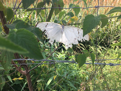 Morpho polyphemus polyphemus