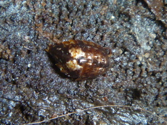 Styloniscus thomsoni