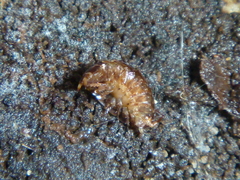 Styloniscus thomsoni