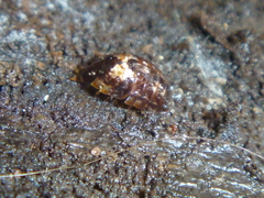 Styloniscus thomsoni