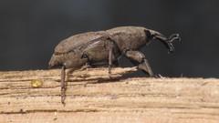 Sphenophorus rusticus