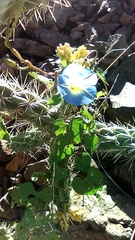 Ipomoea cardiophylla