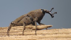Sphenophorus rusticus