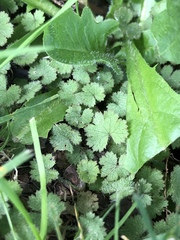 Hydrocotyle moschata moschata