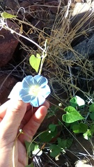 Ipomoea cardiophylla