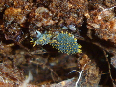 Holacanthella paucispinosa