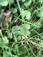 Hydrocotyle moschata moschata
