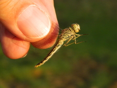 Brachythemis leucosticta