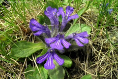 Ajuga tenorei