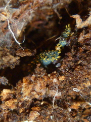 Holacanthella paucispinosa