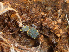 Holacanthella paucispinosa