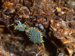 Holacanthella paucispinosa
