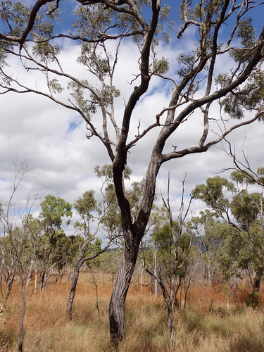 Eucalyptus cullenii observed 2025-06-06