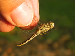 Brachythemis leucosticta