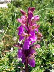 Orchis spitzelii
