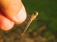 Brachythemis leucosticta
