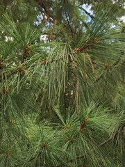 Pinus wallichiana