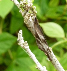 Libythea