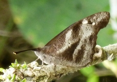 Libythea