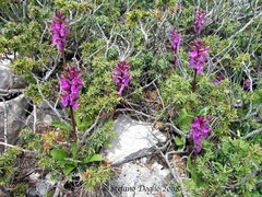 Orchis spitzelii