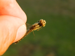 Brachythemis leucosticta