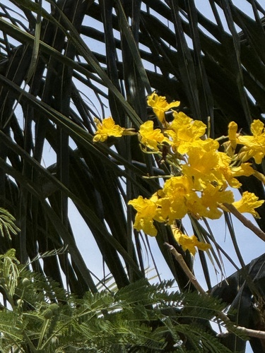 Tabebuia aurea observed 2025-06-26