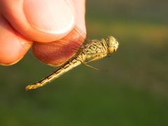 Brachythemis leucosticta