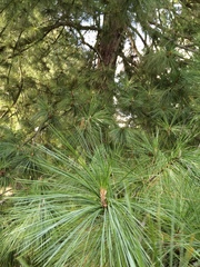 Pinus wallichiana