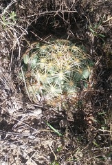 Coryphantha cornifera