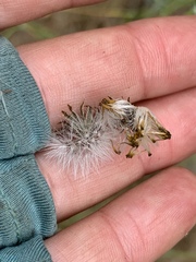 Senecio angustifolius