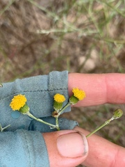 Senecio angustifolius