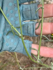 Senecio angustifolius