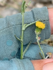 Senecio angustifolius