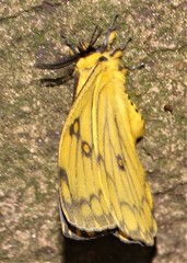 Pseudaphelia apollinaris