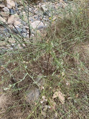 Senecio angustifolius