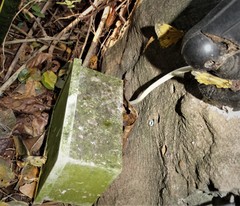 Pseudaphelia apollinaris