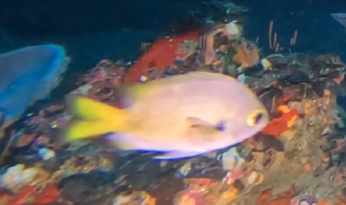 Deepwater chromis (Chromis abyssicola) — Pomacentridae — 4