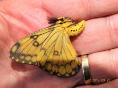 Pseudaphelia apollinaris