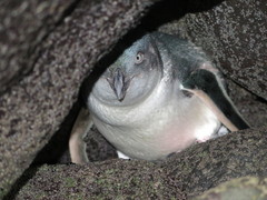 Eudyptula minor albosignata