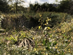 Tripsacum dactyloides