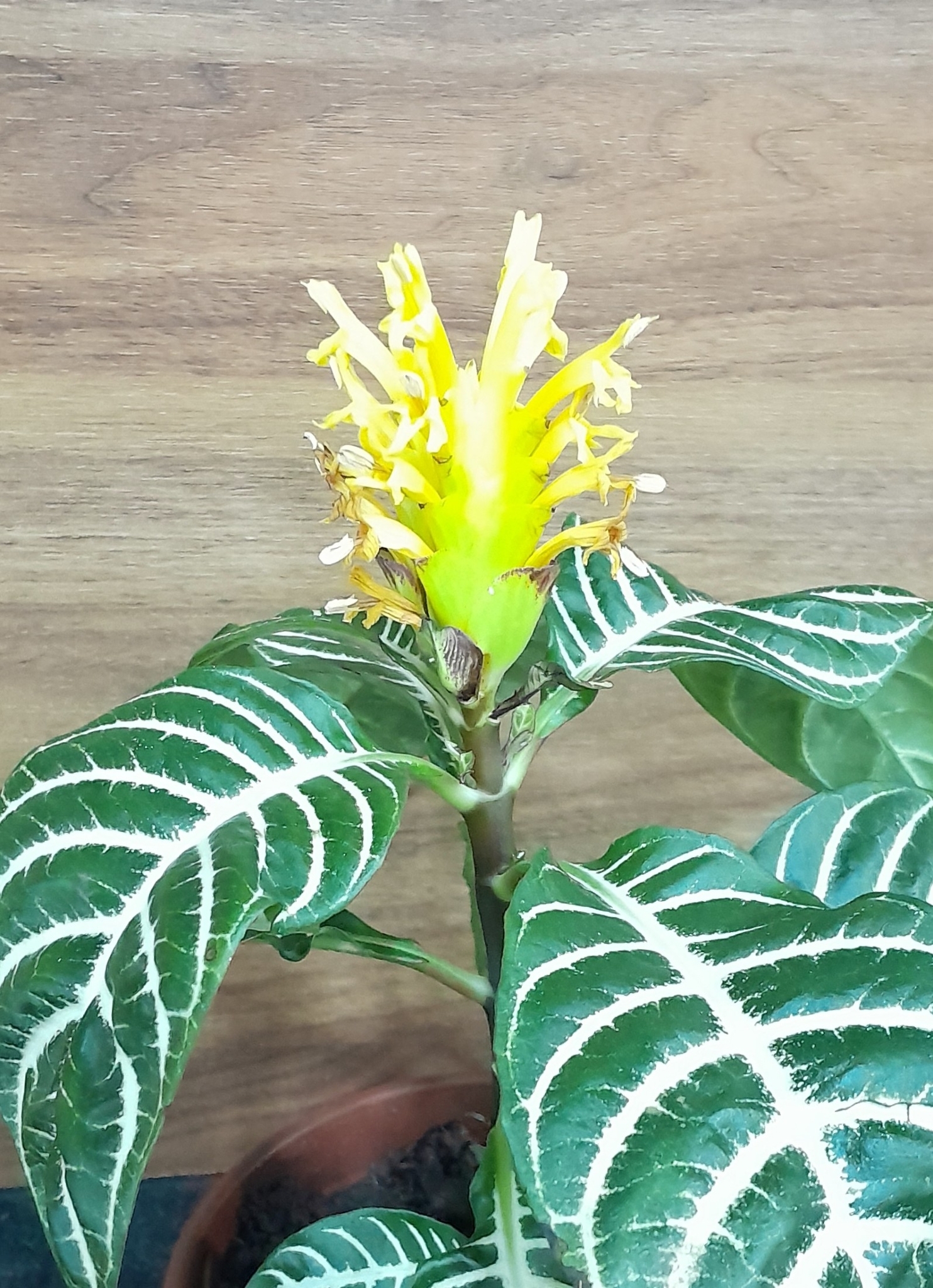 Aphelandra squarrosa