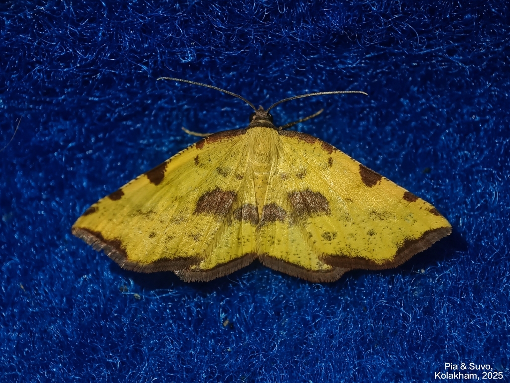 Pseudopanthera himaleyica